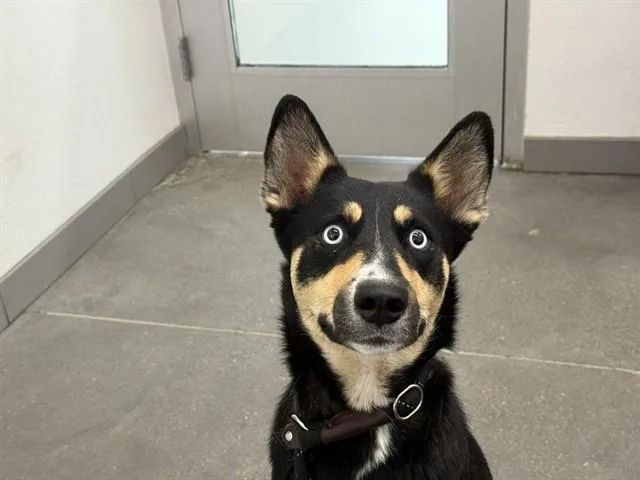 A young medium-sized female Australian Kelpie dog named Surya for adoption in Mesa, AZ