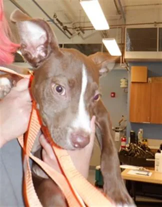 A baby small-sized male Pit Bull Terrier dog named Rayla for adoption in San Jose, CA