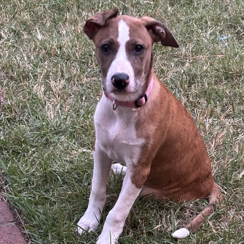 A young medium-sized female Beagle dog named Etta for adoption in Cordova, TN