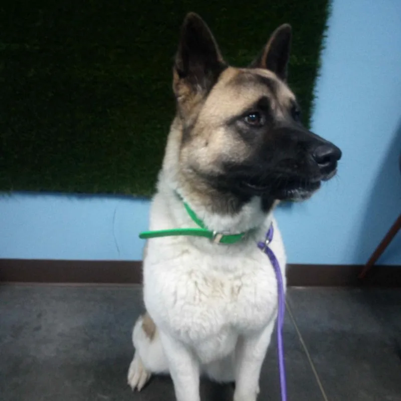 A young large-sized female Brown / Chocolate Akita dog named Misa for adoption in Idaho Falls, ID