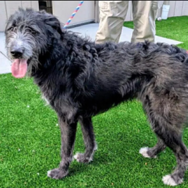 An adult medium-sized male Black Wirehaired Terrier dog named Oreo for adoption in Alexandria, VA