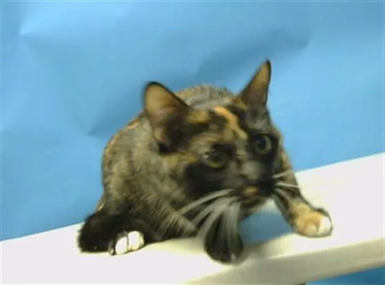 A young small-sized female Domestic Short Hair cat named Kash for adoption in Gardena, CA