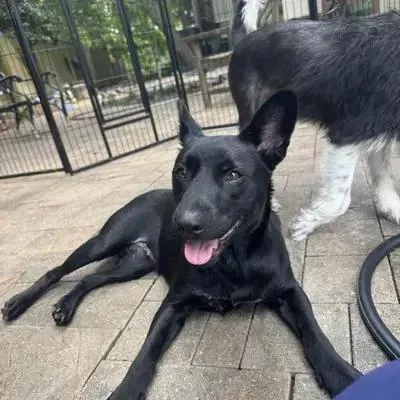 An adult medium-sized female Black Dachshund dog named Bellagio for adoption in Richmond, TX