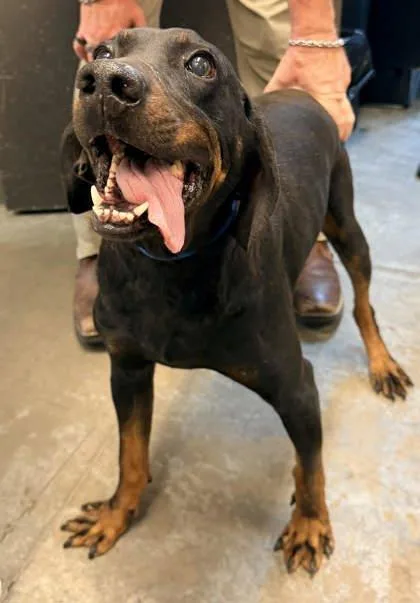 An adult large-sized male Black and Tan Coonhound dog named Popcorn for adoption in Bowling Green, KY