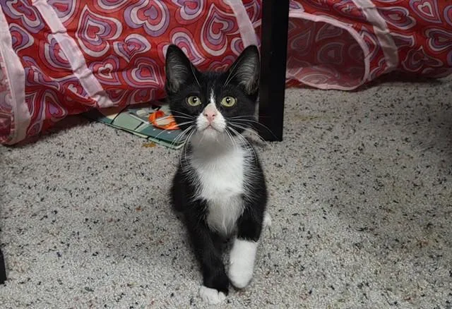 A baby small-sized female Domestic Short Hair cat named Ding Dong for adoption in Omaha, NE