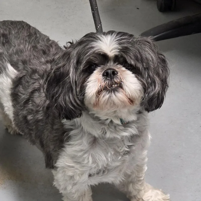 An adult small-sized male Black Mixed Breed dog named Max for adoption in Troy, IL