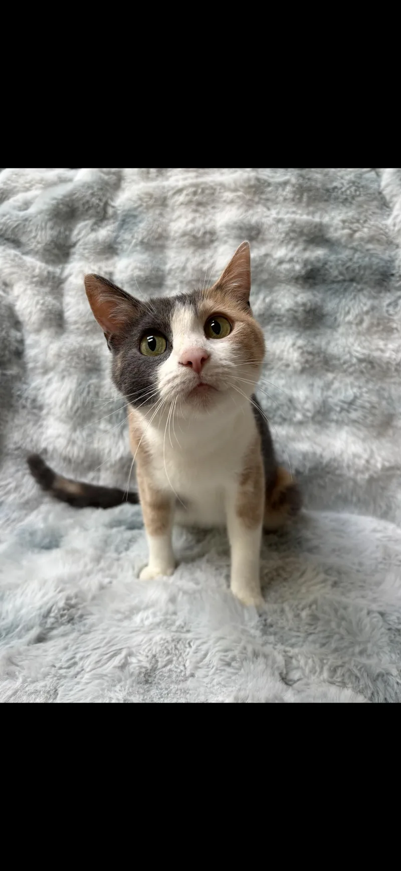 An adult medium-sized female Dilute Calico cat named Smore for adoption in Medinah, IL
