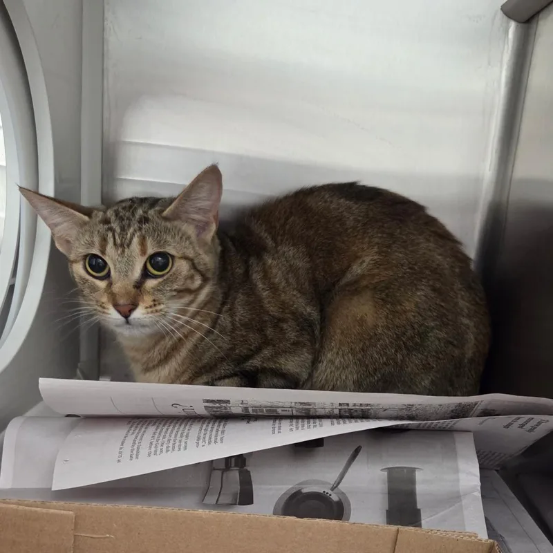 An adult medium-sized female Tortoiseshell Domestic Short Hair cat named Clover for adoption in Chattanooga, TN