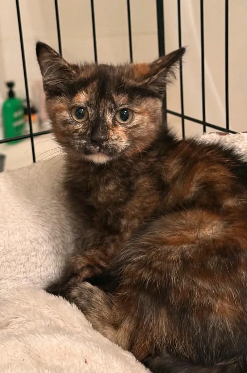 A baby medium-sized female Domestic Medium Hair cat named Jiji for adoption in Reno, NV