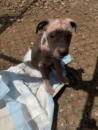 A baby small-sized male Mixed Breed dog named Rojo for adoption in Barnesville, GA
