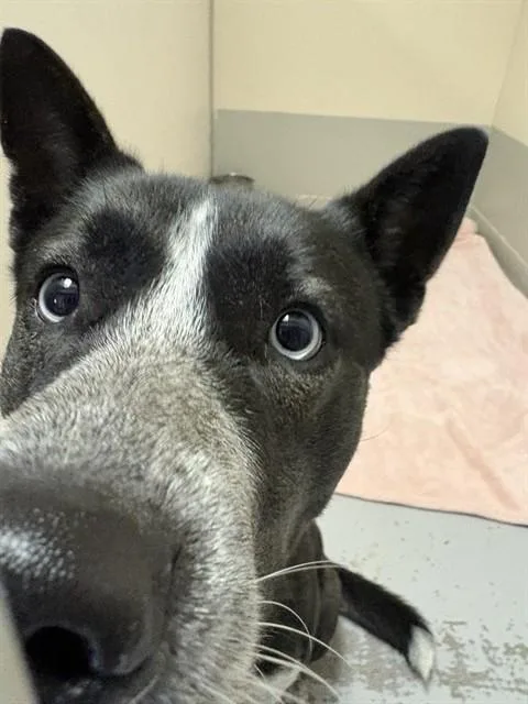 A young medium-sized male Catahoula Leopard Dog dog named Moe for adoption in Sugar Land, TX
