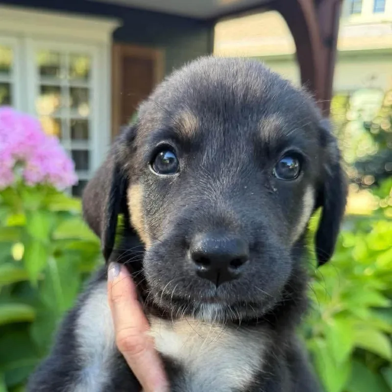 A baby medium-sized male Chocolate Labrador Retriever dog named Doug for adoption in Peculiar, MO