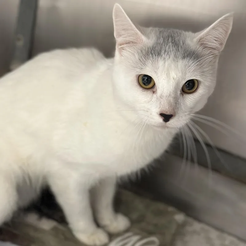 An adult medium-sized male White Domestic Short Hair cat named Hayride for adoption in Matteson, IL