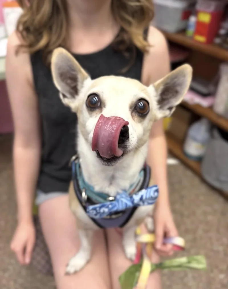 A senior small-sized male Chihuahua dog named Alitas for adoption in Pasadena, CA