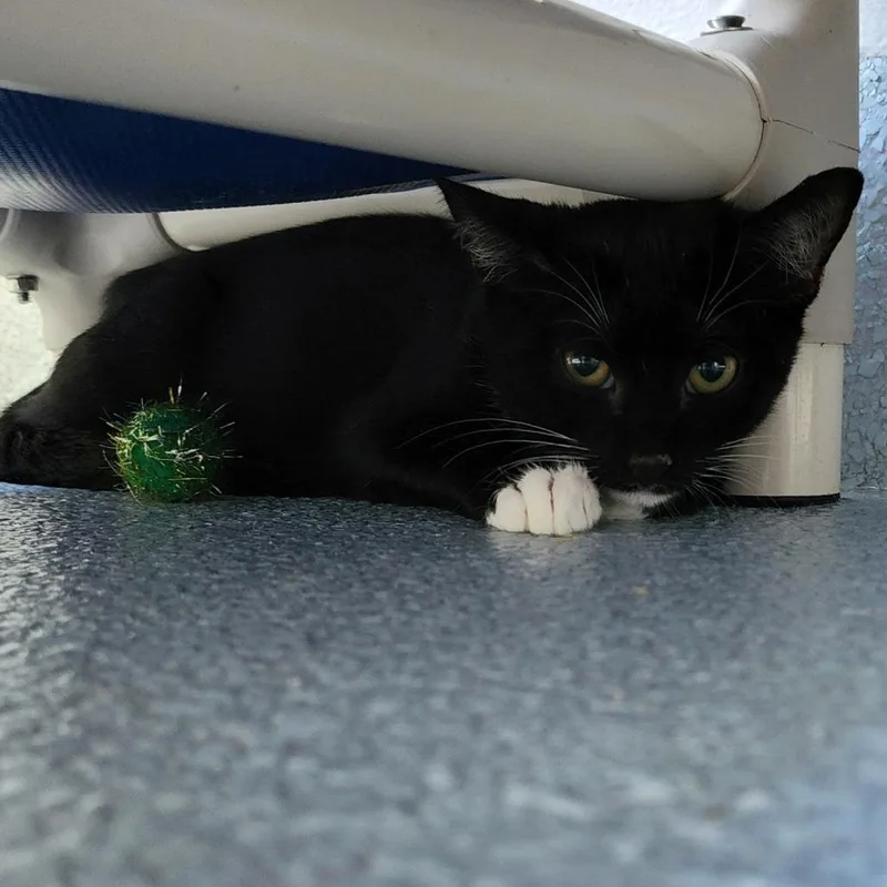 A baby small-sized male Black Domestic Short Hair cat named Pluto for adoption in Columbus, NC