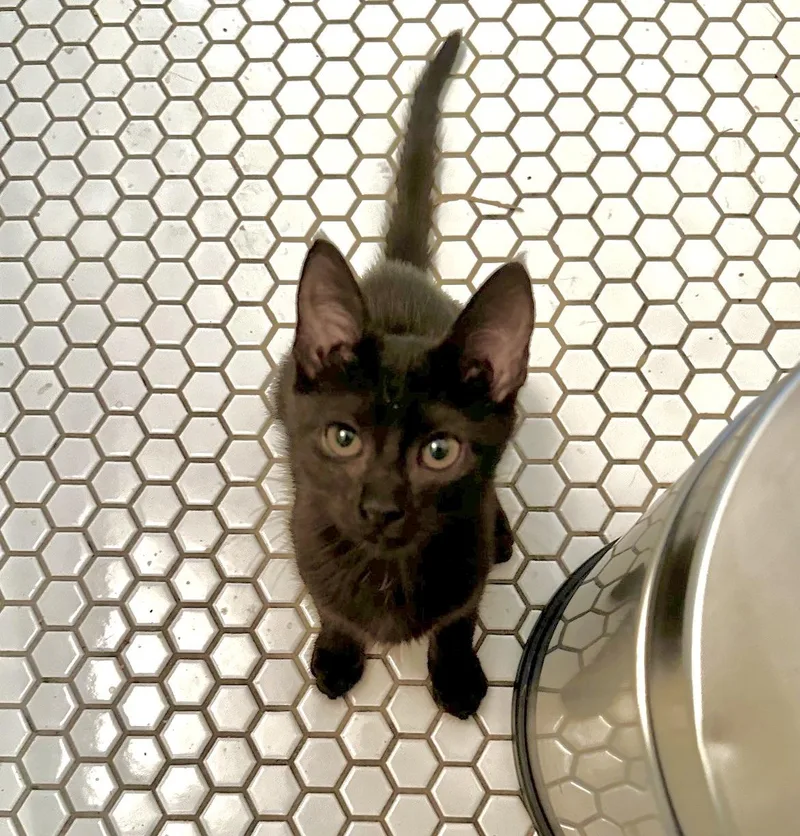 A young small-sized female Black American Shorthair cat named Serena for adoption in Houston, TX