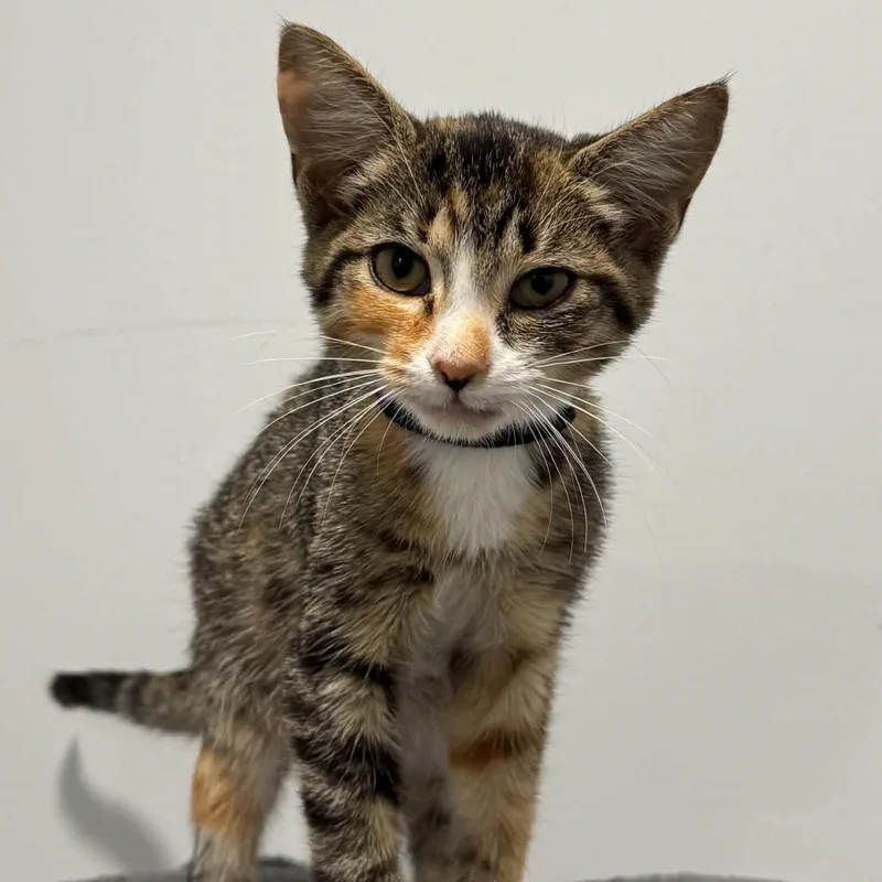 A baby small-sized female American Shorthair cat named Melody for adoption in Danbury, CT