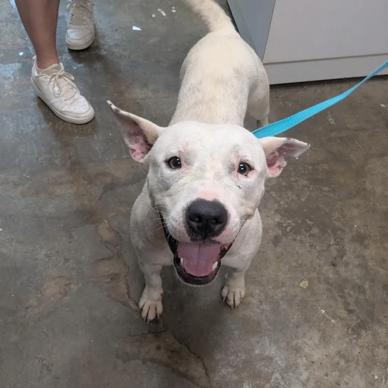 An adult medium-sized female White / Cream Pit Bull Terrier dog named Cruella de Vil for adoption in Cleveland, MS