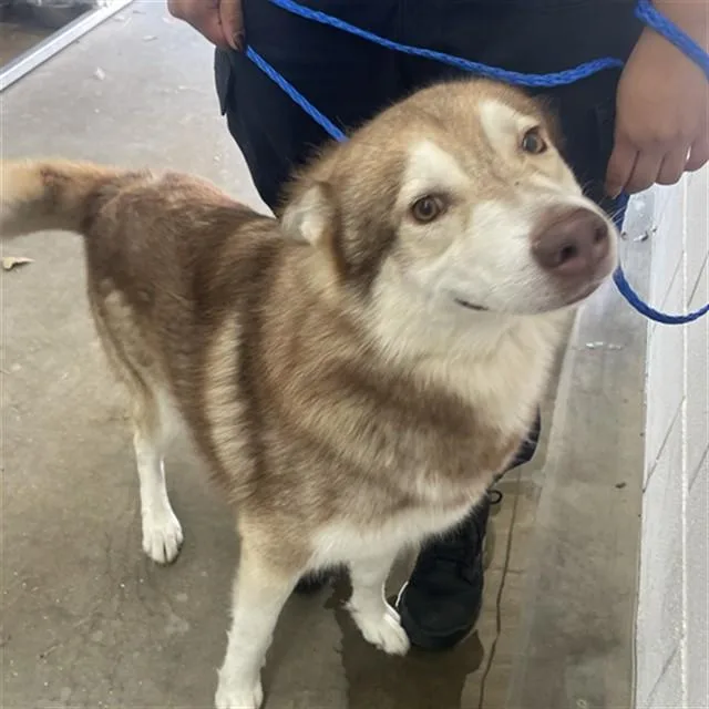 A young medium-sized male Siberian Husky dog named Alucard for adoption in Killeen, TX