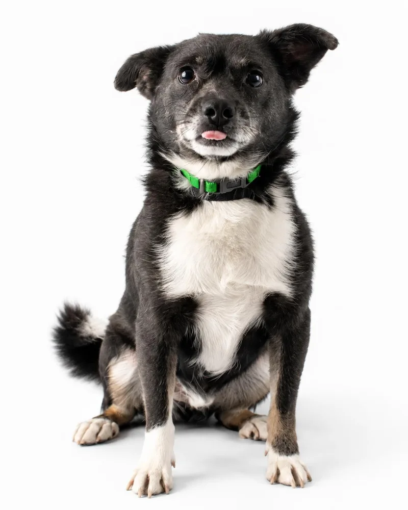 An adult small-sized male Chihuahua dog named Blue for adoption in Plaquemine, LA