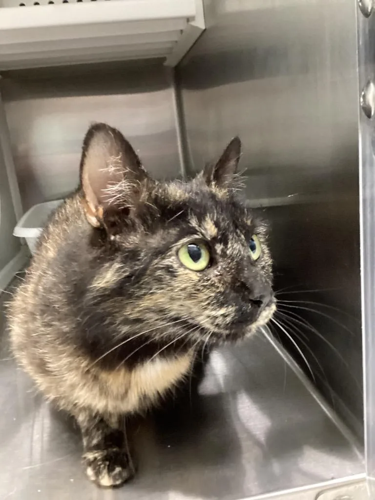 A young medium-sized female Domestic Short Hair cat named Destiny for adoption in Athens, TN