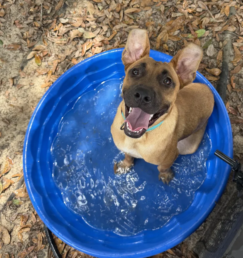 A young medium-sized female Yellow / Tan / Blond / Fawn Belgian Shepherd / Malinois dog named Annie for adoption in Darien, GA