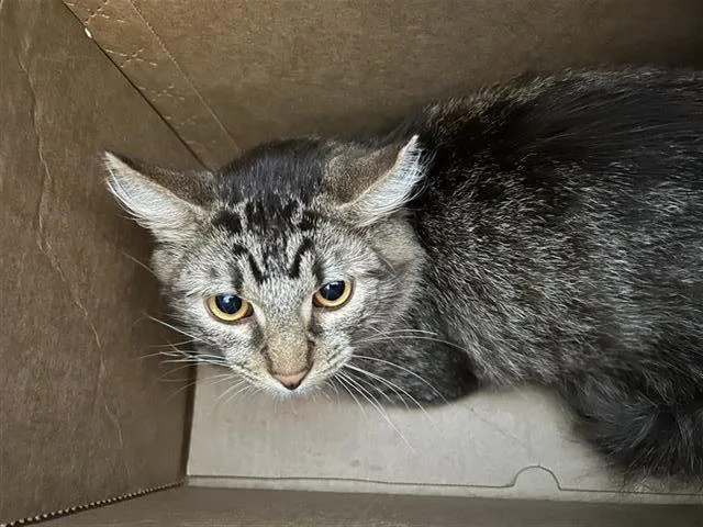 A young small-sized male Domestic Short Hair cat named Brownie for adoption in San Antonio, TX