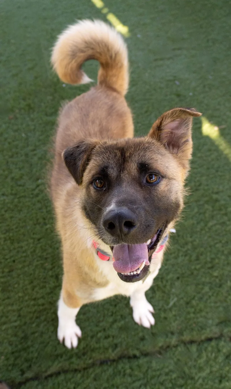 A young large-sized female Black Akita dog named Fuzzy Wuzzy for adoption in Encinitas, CA