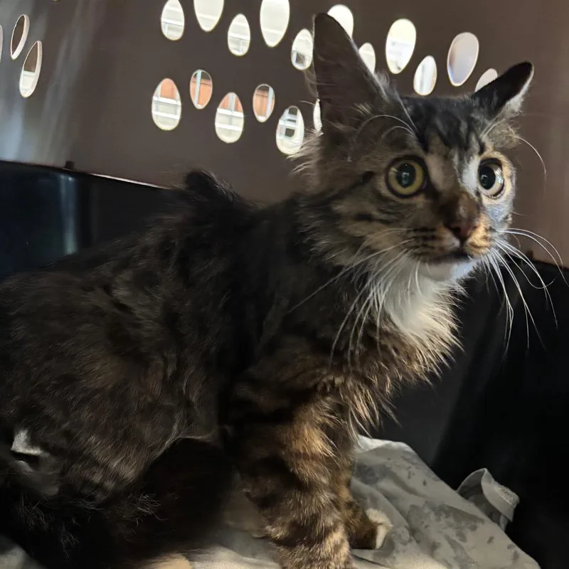 A young small-sized male Gray / Blue / Silver Domestic Medium Hair cat named Gollum for adoption in Allentown, PA