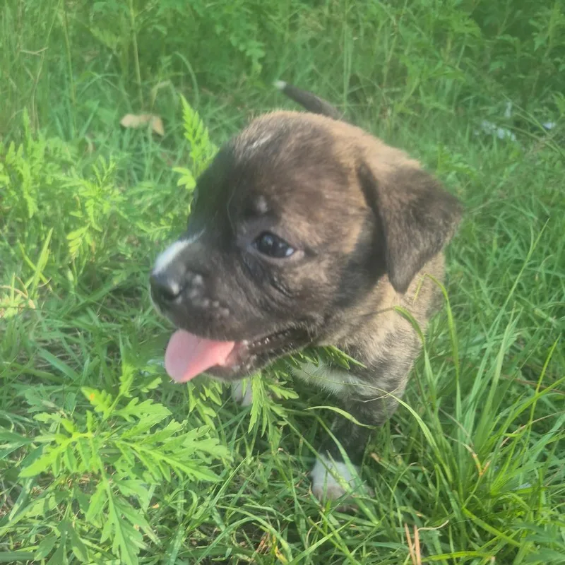 A baby small-sized male Brindle Mixed Breed dog named Raphael for adoption in Aberdeen, NC