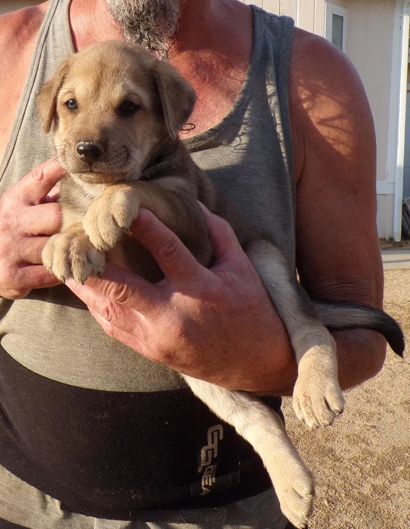 A baby large-sized male Yellow / Tan / Blond / Fawn Labrador Retriever dog named Haas for adoption in Corona, CA