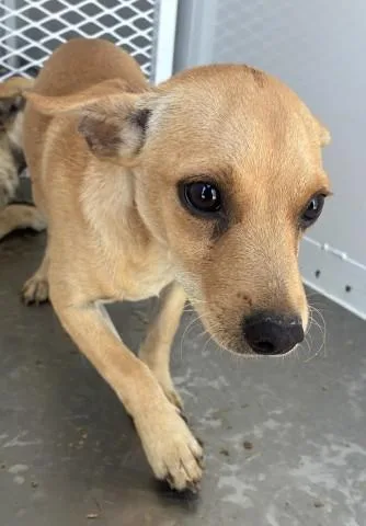 A young small-sized male Chihuahua dog named Ash for adoption in Bakersfield, CA