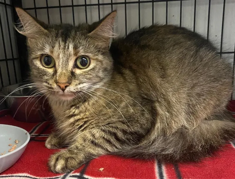 A young medium-sized female Domestic Medium Hair cat named Momma Jones for adoption in Lockhart, TX