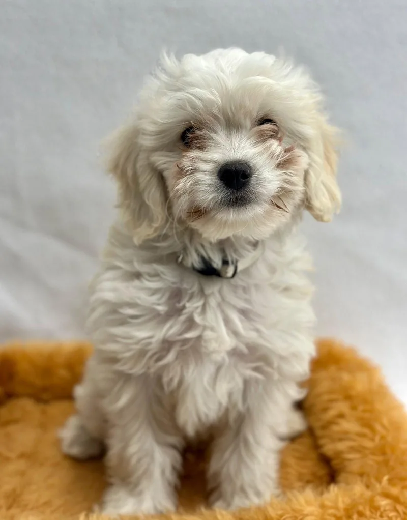 Popcorn: Butter thumbnail 2