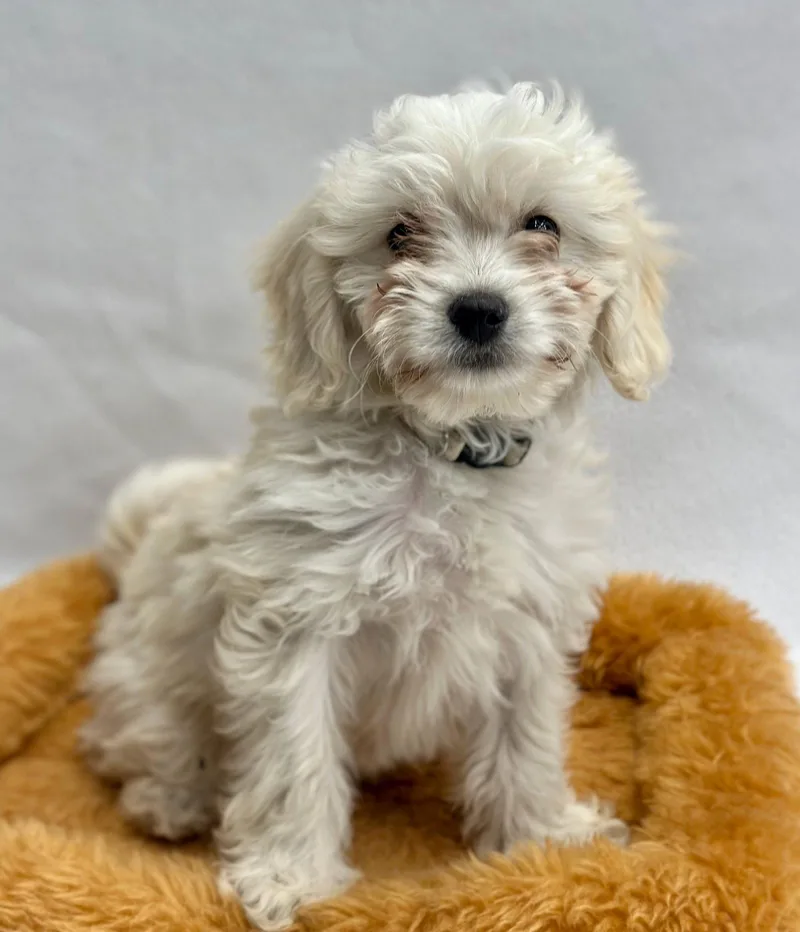 Popcorn: Butter thumbnail 3