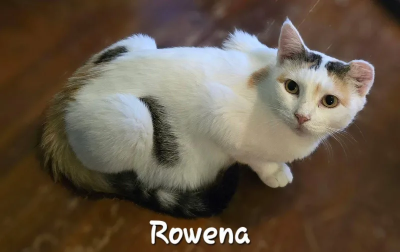 An adult medium-sized female Domestic Short Hair cat named Rowena for adoption in Rochester, NY