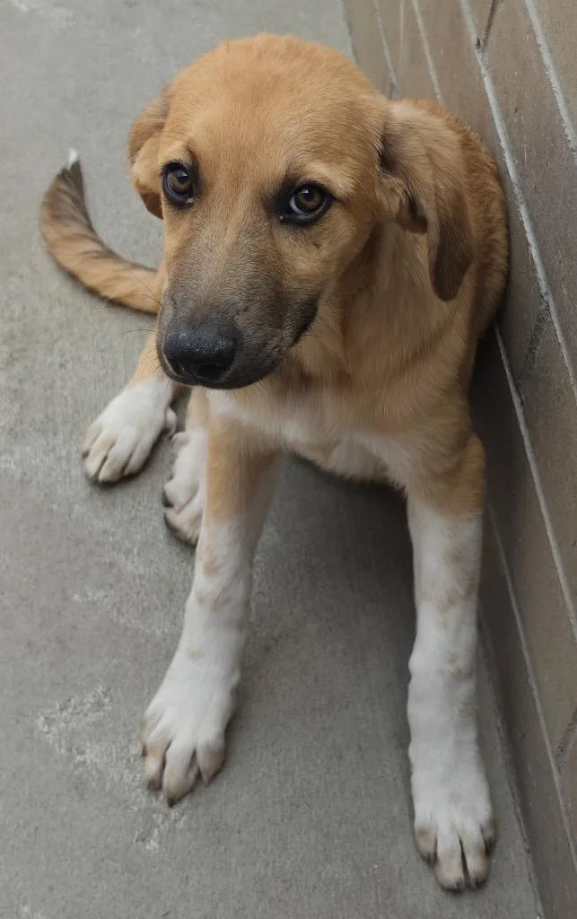 A baby medium-sized female Shepherd dog named Prim Hemline for adoption in Fort Lupton, CO