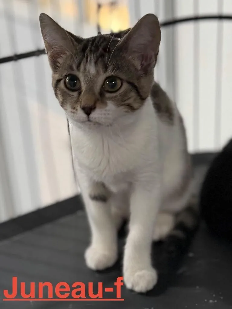 A baby small-sized female Tabby cat named Juneau for adoption in Brookhaven, MS