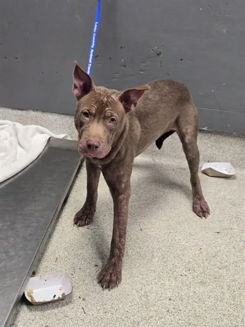A young medium-sized female Pit Bull Terrier dog named Moth for adoption in Tallahassee, FL