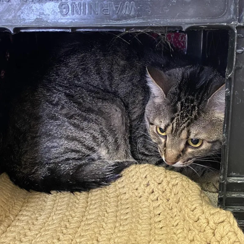An adult large-sized male Brown / Chocolate Domestic Short Hair cat named Skynard for adoption in Norfolk, NE