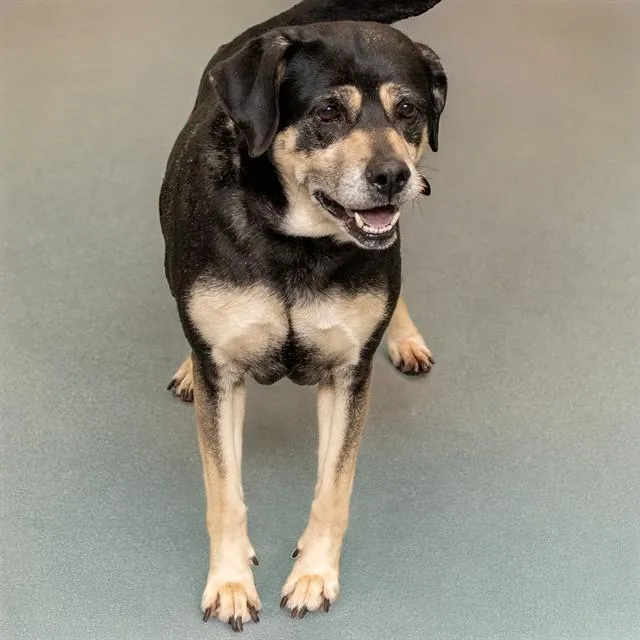 An adult large-sized female Black and Tan Coonhound dog named Luna for adoption in St. Louis, MO