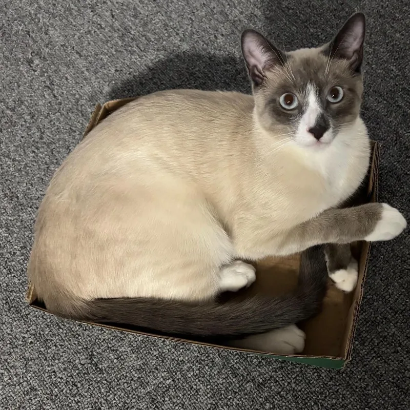 Zala & Loki thumbnail 3