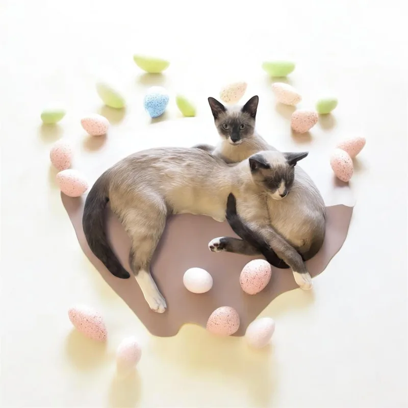 An adult extra large-sized male Buff / Tan / Fawn Siamese cat named Zala & Loki for adoption in North Bergen, NJ