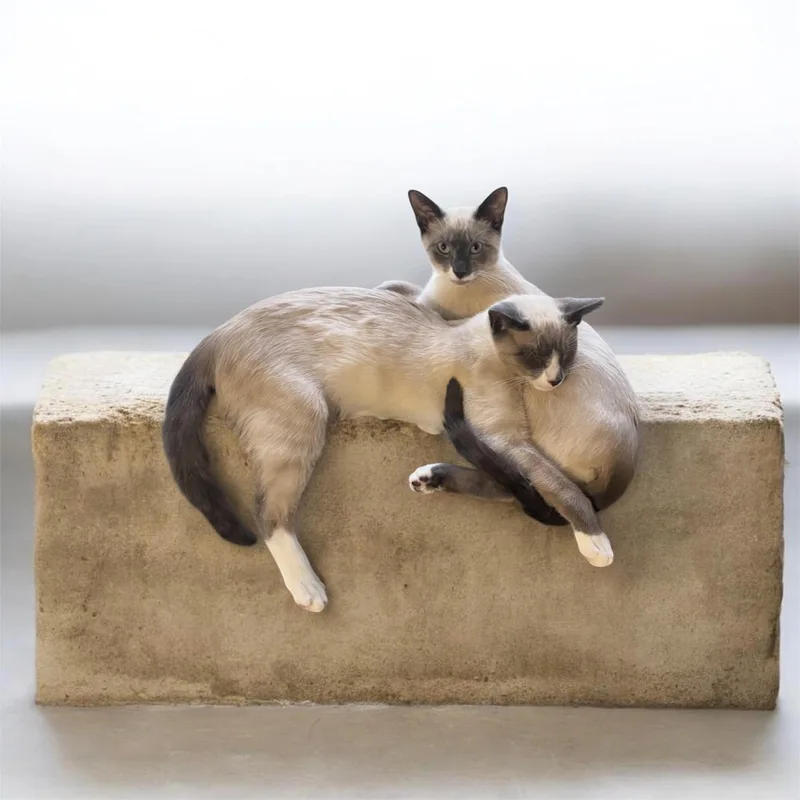 Zala & Loki thumbnail 4