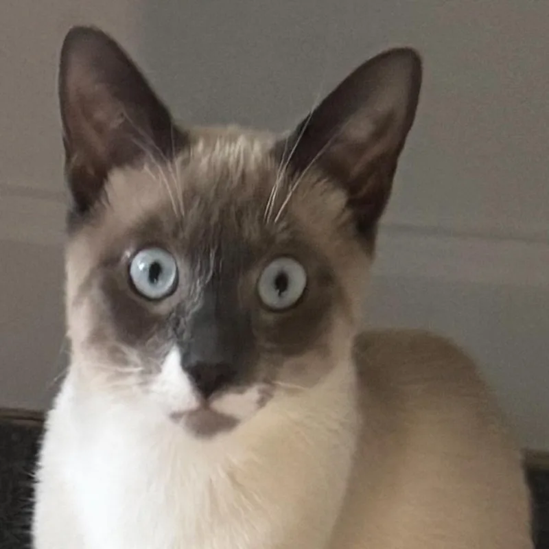 Zala & Loki thumbnail 5