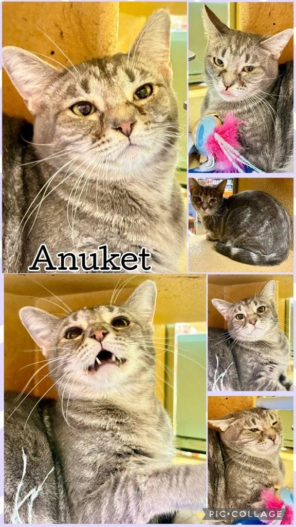A young medium-sized female Tabby (Gray / Blue / Silver) Tabby cat named Anuket for adoption in Lawton, OK
