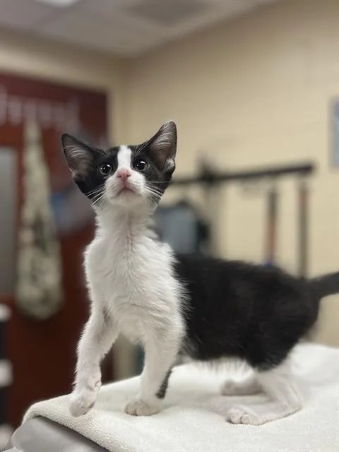 A baby small-sized female Domestic Short Hair cat named Piper for adoption in Aliquippa, PA