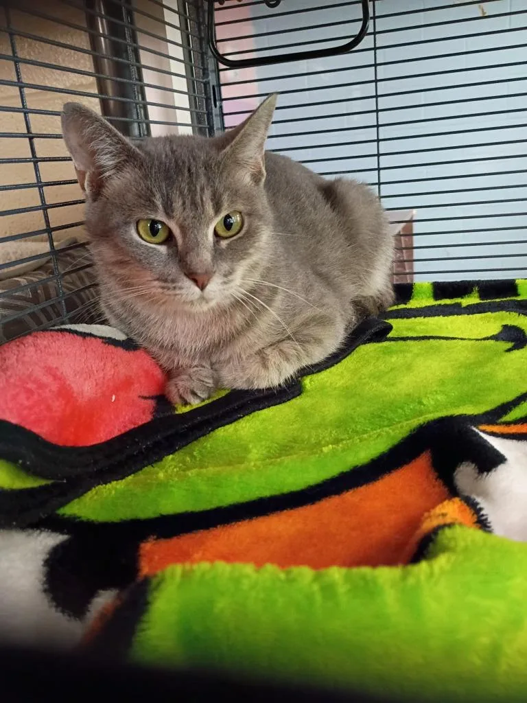 An adult medium-sized female Domestic Short Hair cat named Raya for adoption in Hamilton, OH