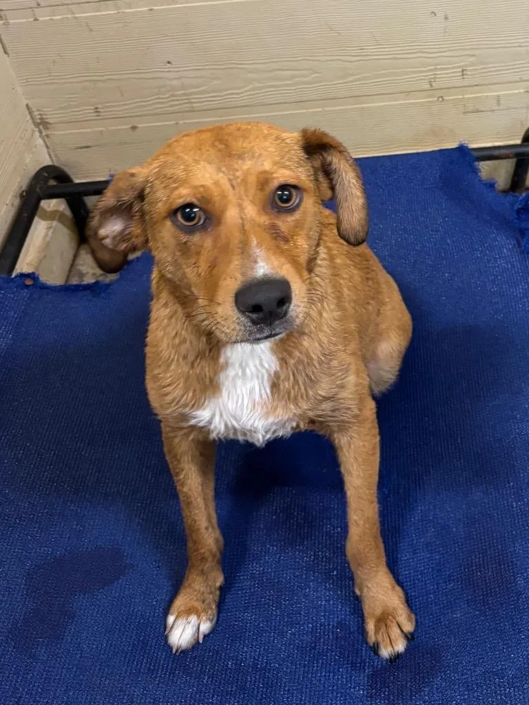 A young medium-sized male Apricot / Beige Hound dog named Larry for adoption in Ruston, LA