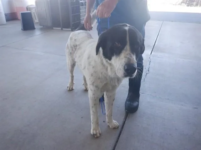 A young large-sized male Anatolian Shepherd dog named Waylon for adoption in Oroville, CA